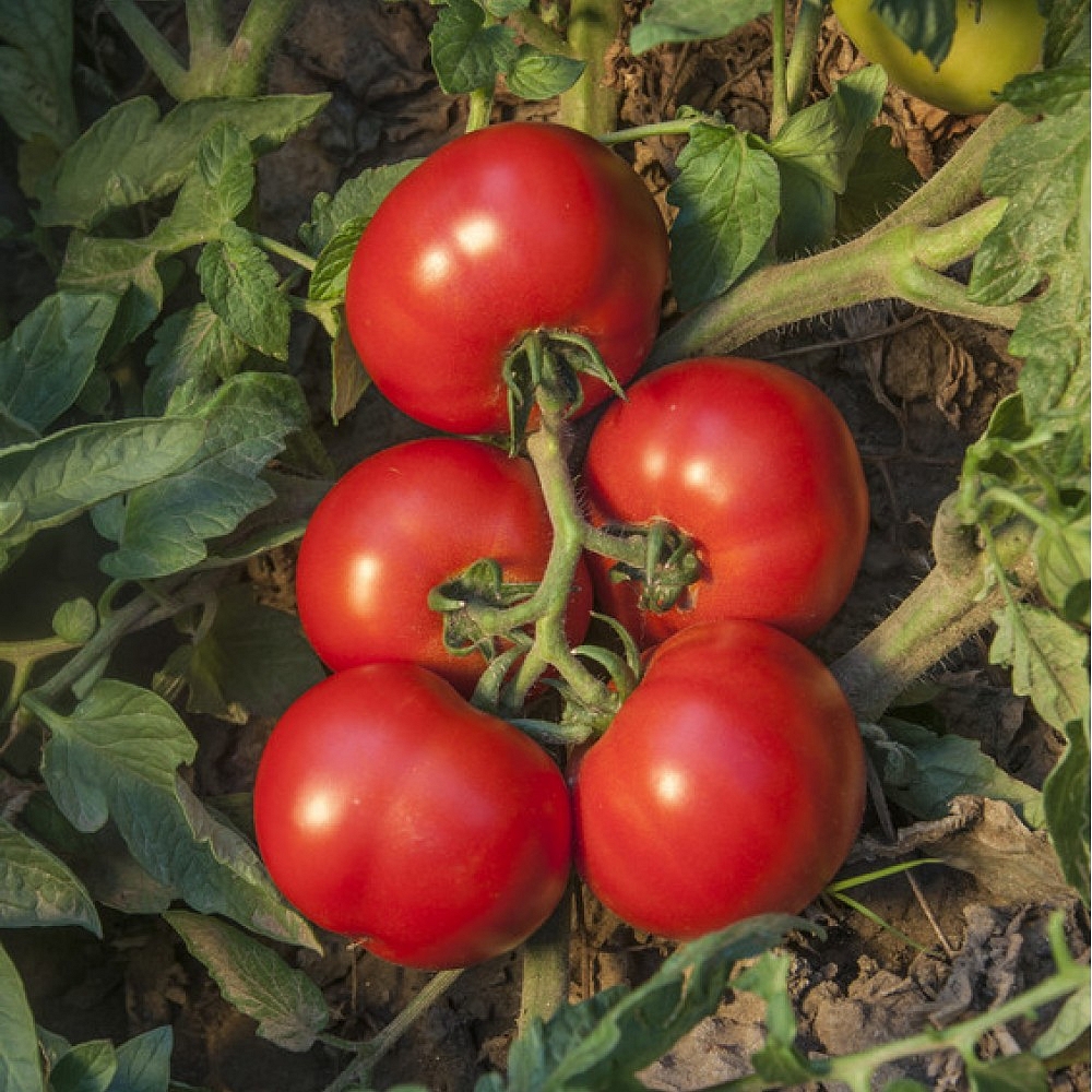 Joker F1 Oturak Domates Fidesi