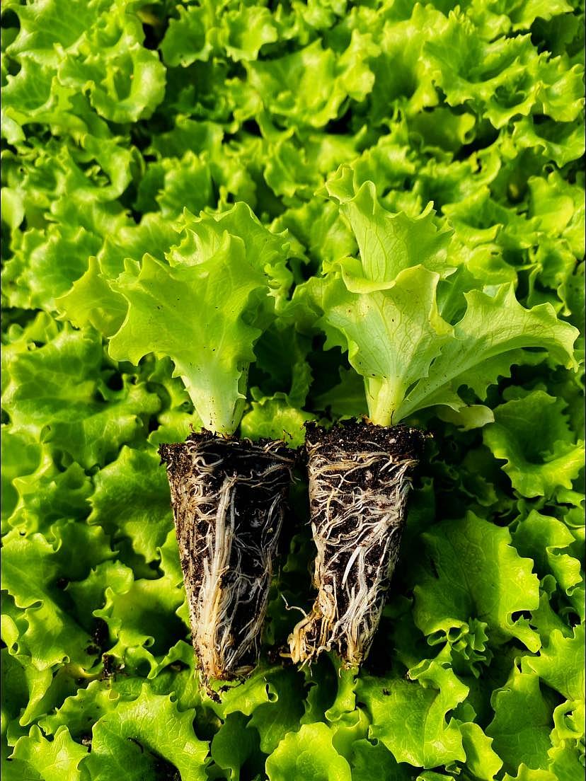 Kanaryole Kıvırcık Marul Fidesi ürününe ait görsel 2