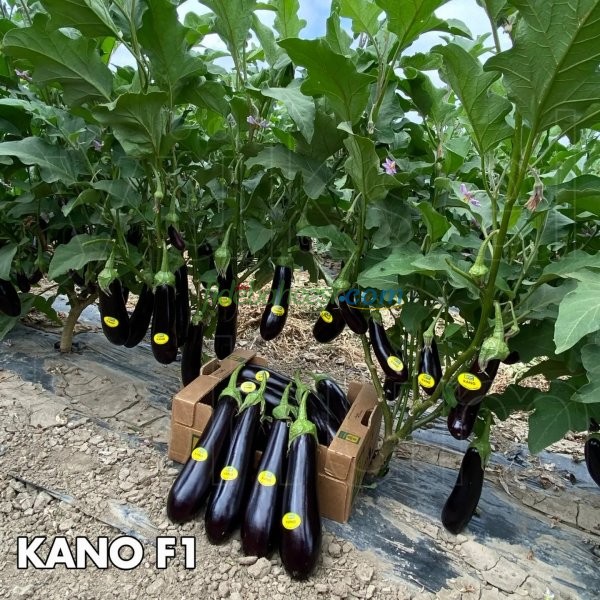 Kano F1 İri Silindirik Patlıcan Fidesi ürününe ait görsel 2