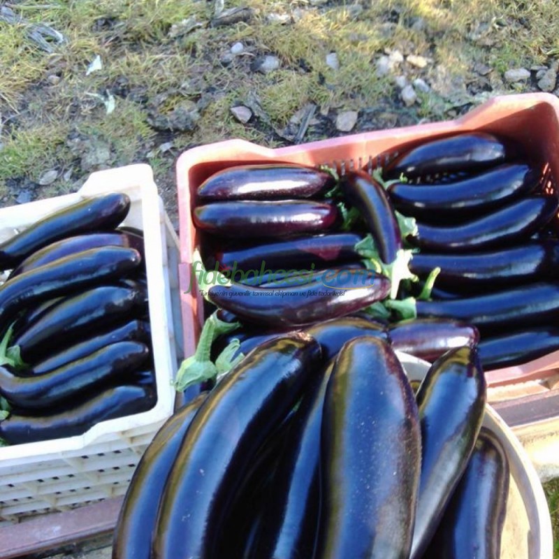 Karabey F1 Patlıcan Fidesi ürününe ait görsel 2