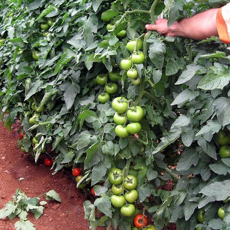 Kardelen F1 Domates Fidesi ürününe ait görsel 2