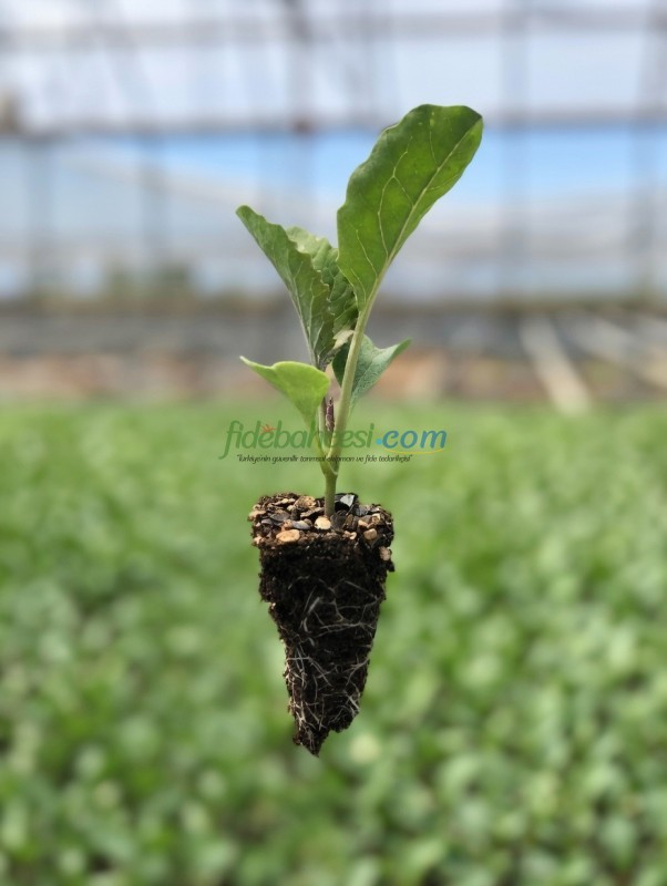 Karnabahar Fidesi ürününe ait görsel 6