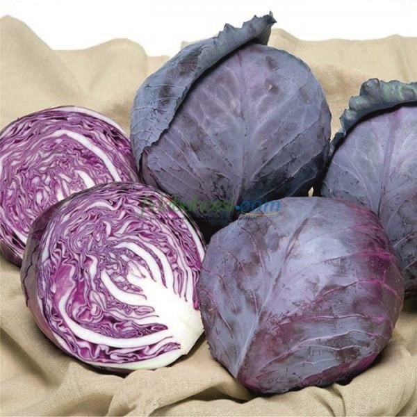 Kırmızı Lahana Fidesi ürününe ait görsel 2