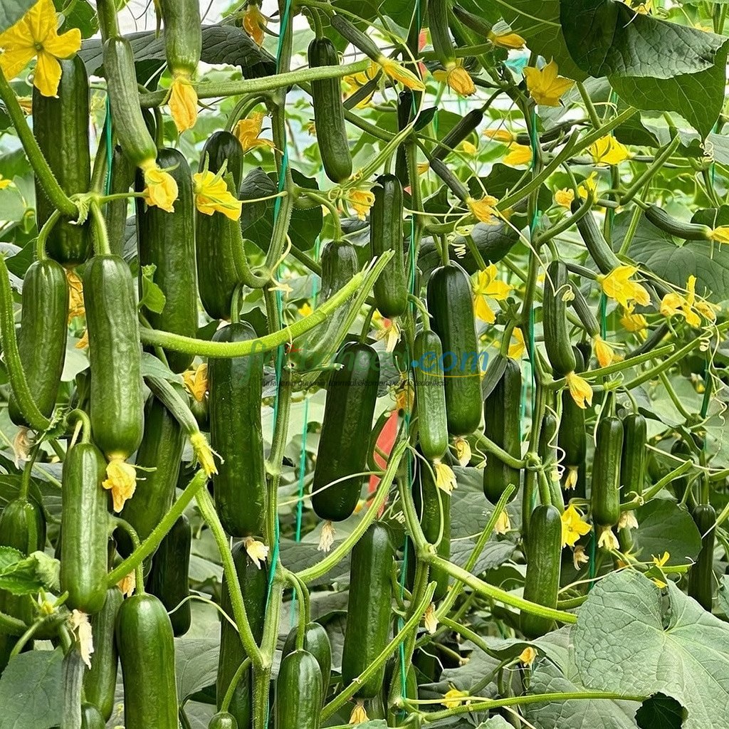 Kıtır F1 Sırık Hıyar Fidesi