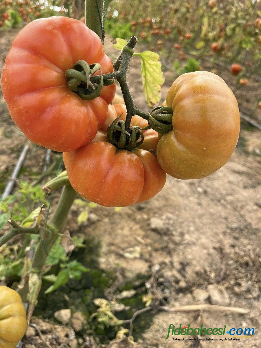 Kuzey Köy F1 Hibrit Köy Tipi Domates Fidesi ürününe ait görsel 2