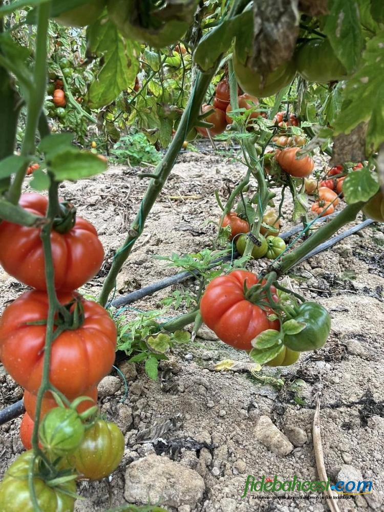 Kuzey Köy F1 Hibrit Köy Tipi Domates Fidesi ürününe ait görsel 3