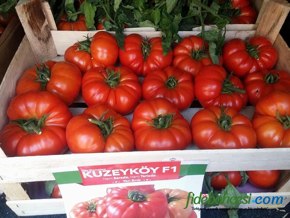 Kuzey Köy F1 Hibrit Köy Tipi Domates Fidesi ürününe ait görsel 4