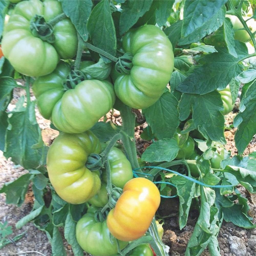 Lapçin F1 Yarı Sırık Köy Domatesi Fidesi ürününe ait görsel 2