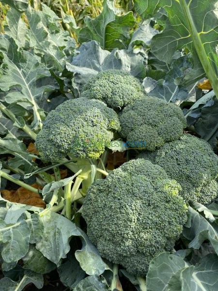 Lucky F1 Brokoli Fidesi ürününe ait görsel 2