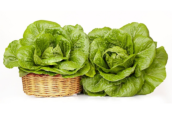 Manto Yedikule Tip Marul Fidesi