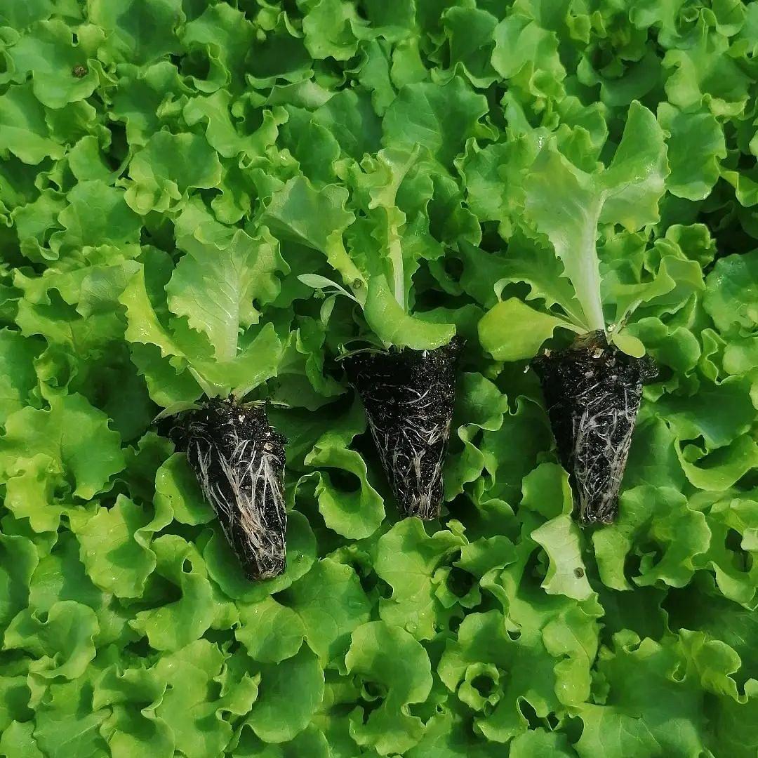 Melina Kıvırcık Marul Fidesi ürününe ait görsel 2