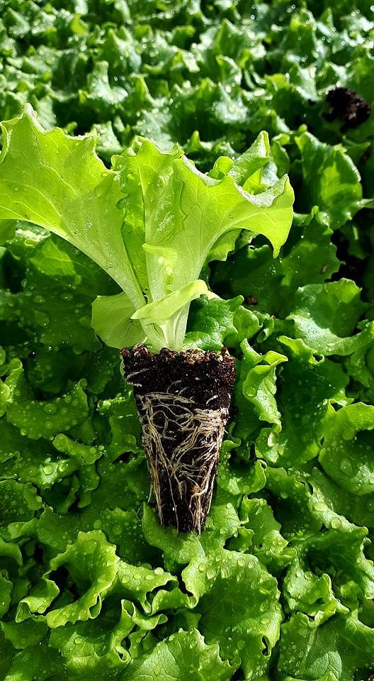 Melina Kıvırcık Marul Fidesi ürününe ait görsel 4