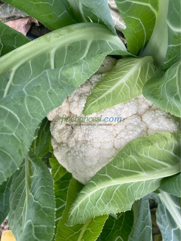 Meriva F1 Karnabahar Fidesi ürününe ait görsel 2