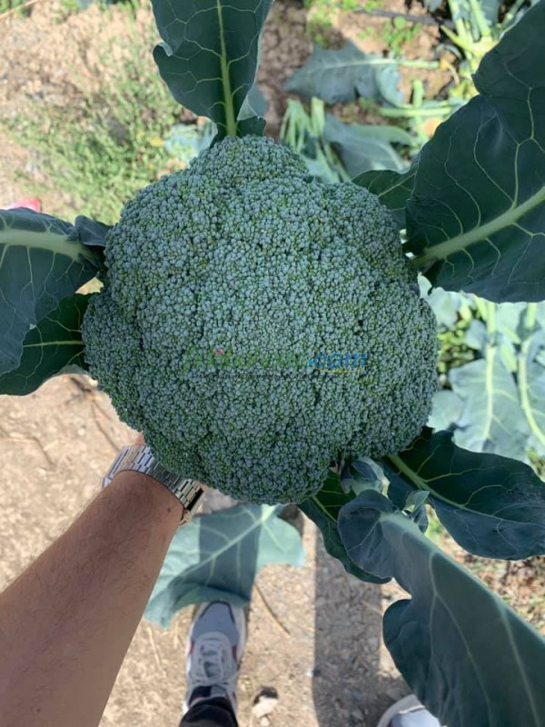Naxos F1 Brokoli Fidesi ürününe ait görsel 2