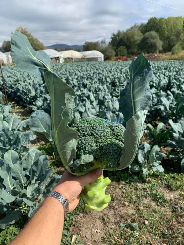 Naxos F1 Brokoli Fidesi ürününe ait görsel 3