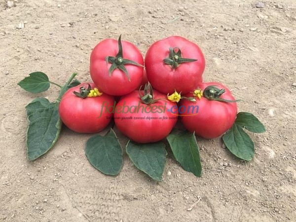 Neslişah F1 Oturak Pembe Domates Tohumu ürününe ait görsel 2