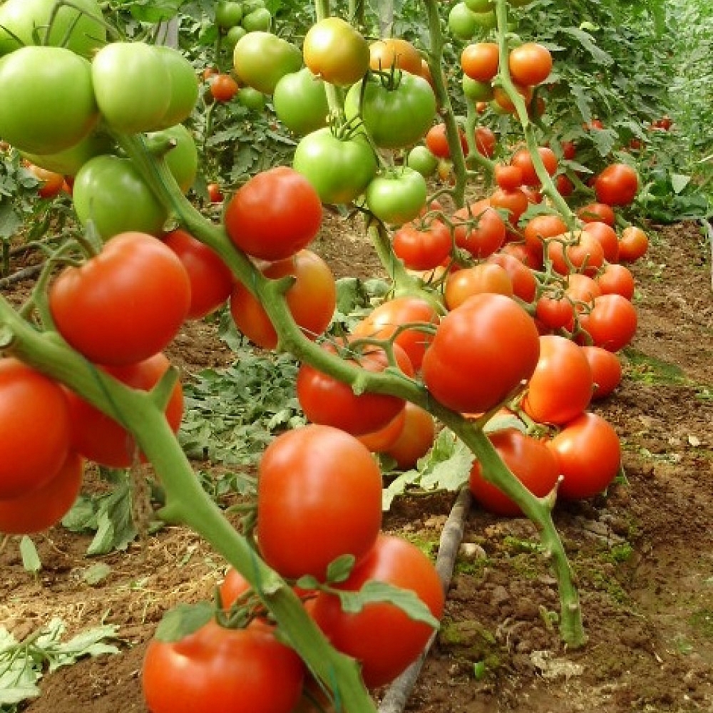 Newton F1 Sırık Domates Fidesi
