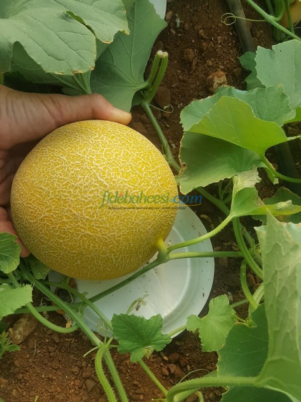 Niovi F1 Kavun Fidesi (Galia) ürününe ait görsel 2