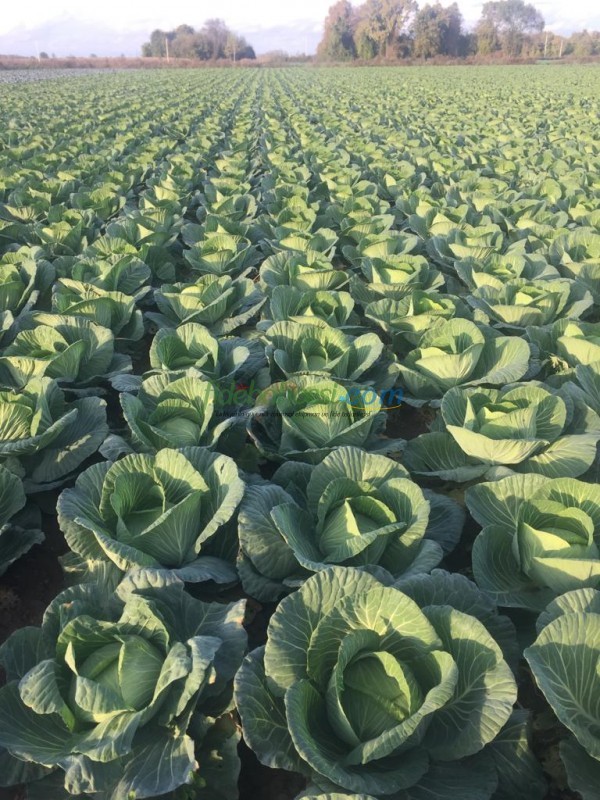 Nokta F1 Beyaz Lahana Fidesi ürününe ait görsel 2