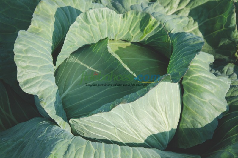 Nokta F1 Beyaz Lahana Fidesi ürününe ait görsel 3