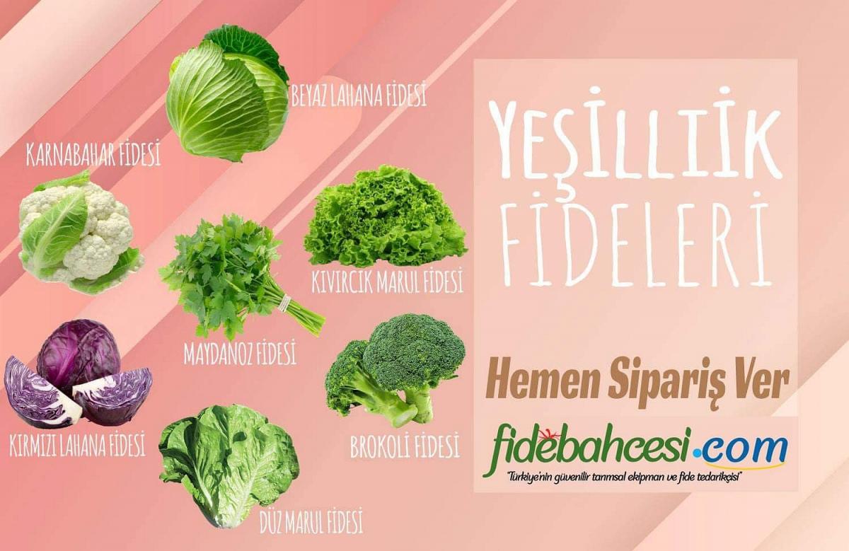 Paspartu Yedikule Düz Marul ürününe ait görsel 3