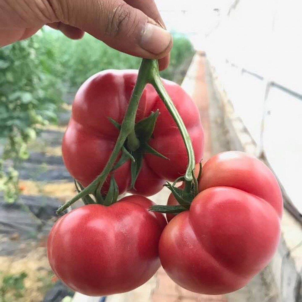 Pembe Köy F1 Domates Fidesi ürününe ait görsel 2