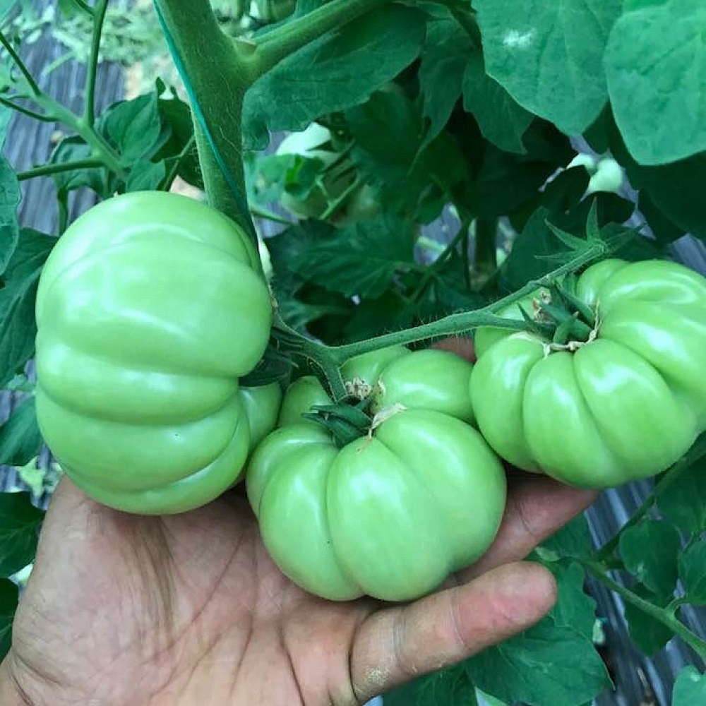 Pembe Köy F1 Domates Fidesi ürününe ait görsel 3