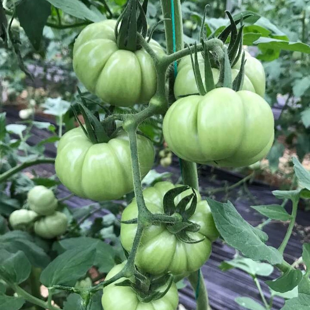 Pembe Köy F1 Domates Fidesi ürününe ait görsel 4