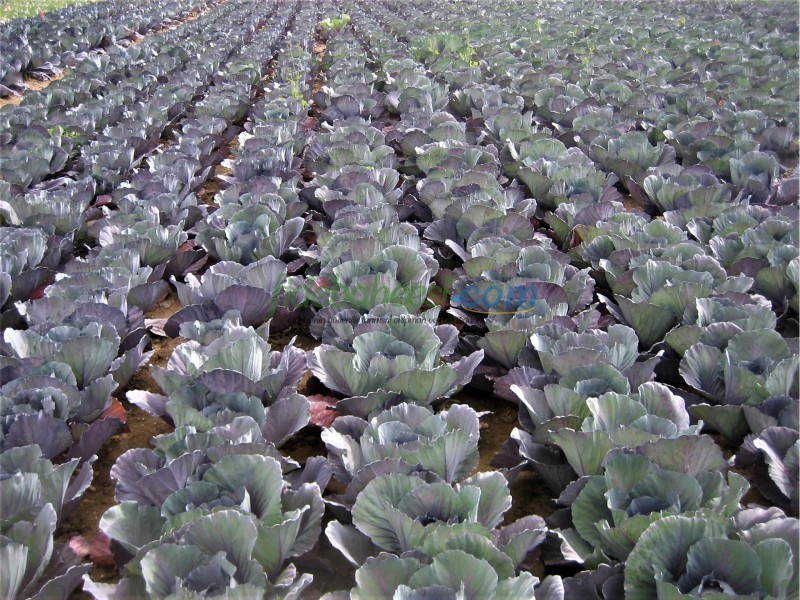 Rondale F1 Kırmızı Lahana Fidesi ürününe ait görsel 2