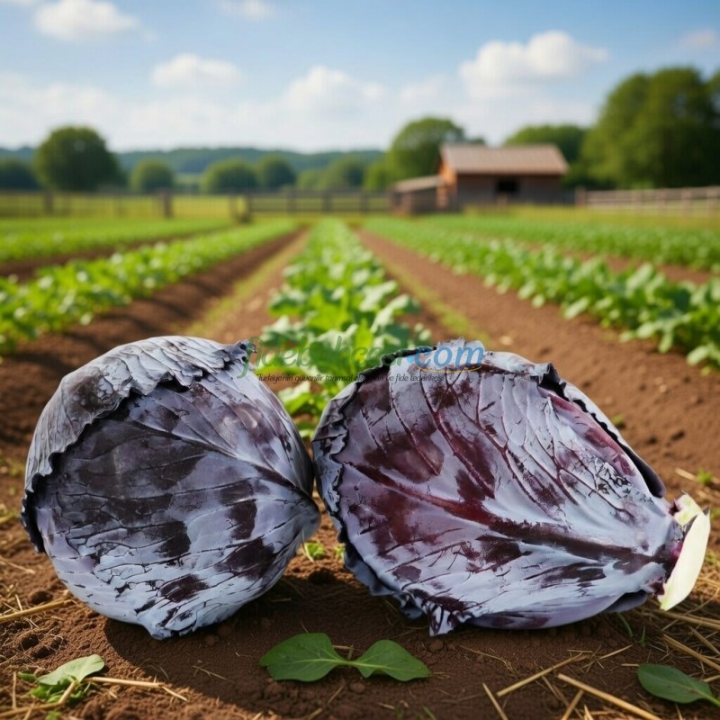 Roxy F1 Kırmızı Lahana Fidesi