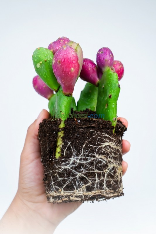 Saksı Mix 10 L Kaktüs & Sukulent Toprağı ürününe ait görsel 3