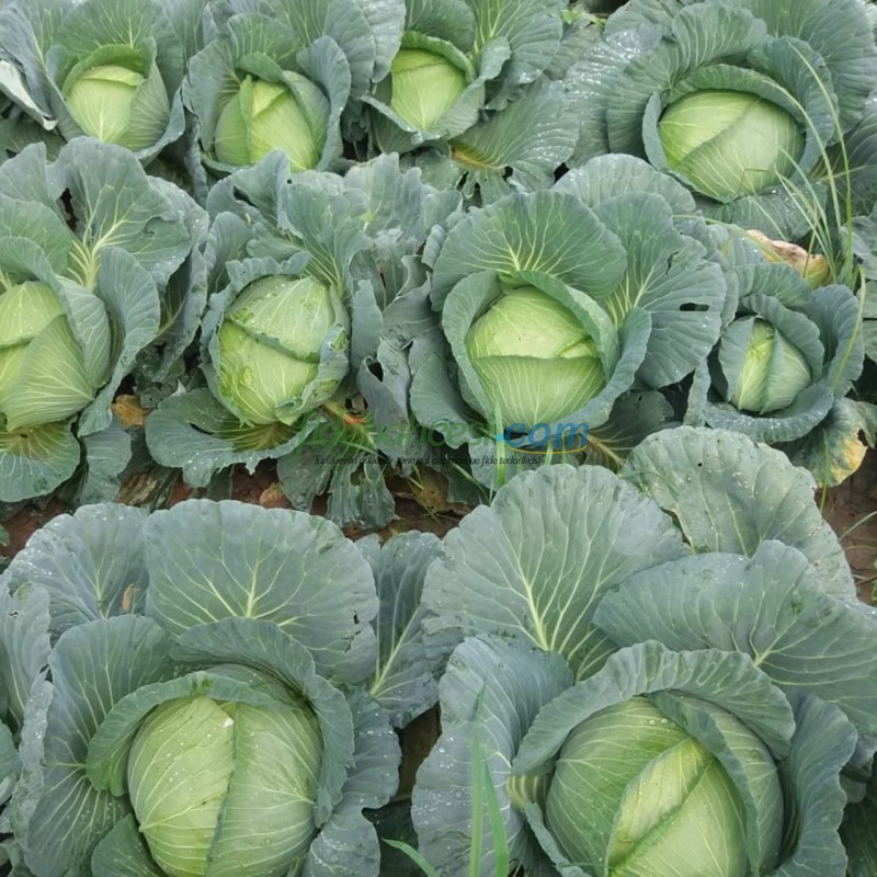 Sarman F1 Beyaz Lahana Fidesi ürününe ait görsel 2