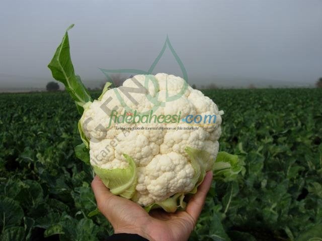 Saros F1 Karnabahar Fidesi