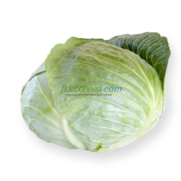 Septima F1 Beyaz Lahana Fidesi