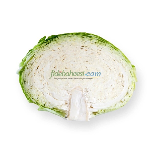 Septima F1 Beyaz Lahana Fidesi ürününe ait görsel 2