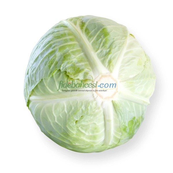 Septima F1 Beyaz Lahana Fidesi ürününe ait görsel 3