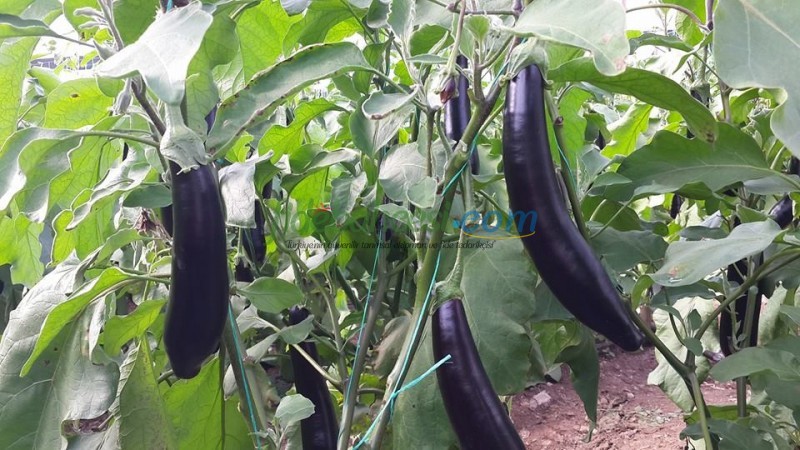 Sicilia F1 Patlıcan Fidesi ürününe ait görsel 2