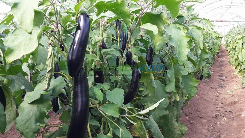 Sicilia F1 Patlıcan Fidesi ürününe ait görsel 3