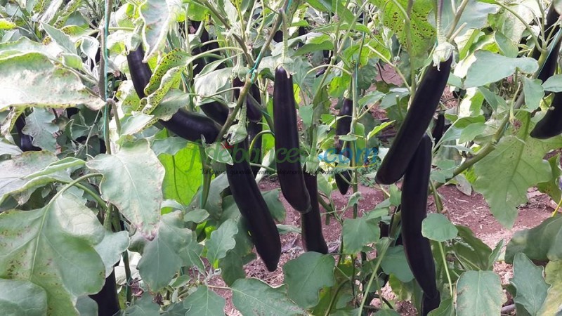 Sicilia F1 Patlıcan Fidesi ürününe ait görsel 4