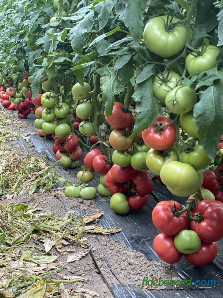 Aşılı Sihirbaz F1 Domates Fidesi ürününe ait görsel 2