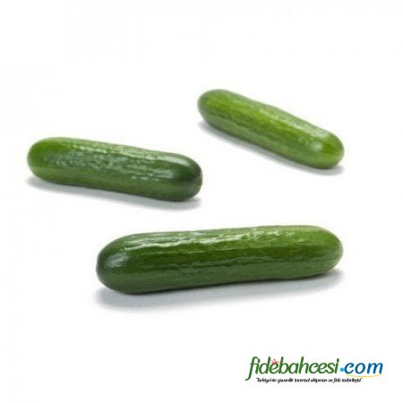 Silyon RZ (22-29) F1 Hıyar Fidesi