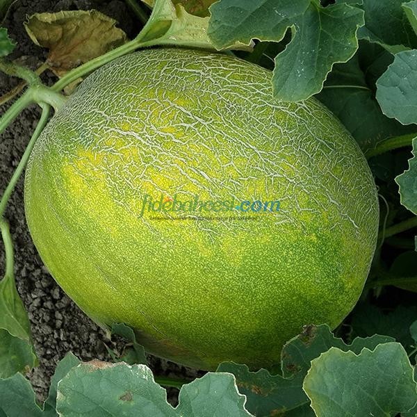 Suheyla F1 Kavun Fidesi