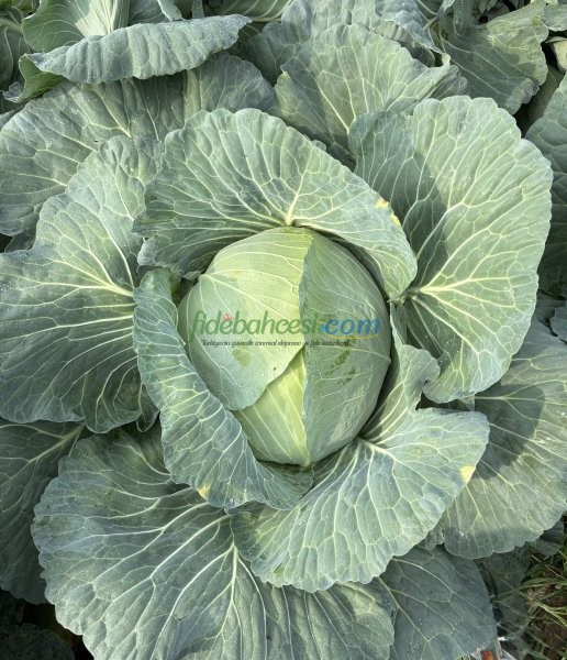 Süper Pamir F1 Beyaz Lahana Fidesi ürününe ait görsel 2