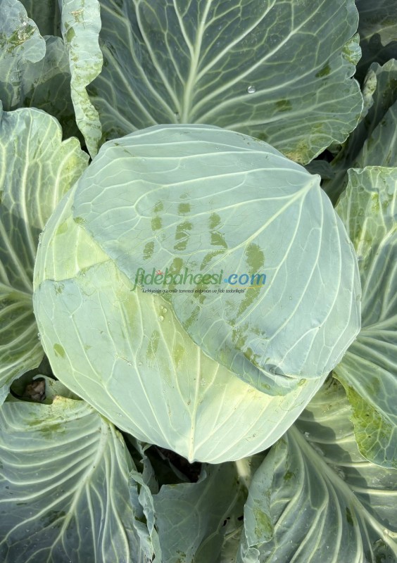Süper Pamir F1 Beyaz Lahana Fidesi ürününe ait görsel 3