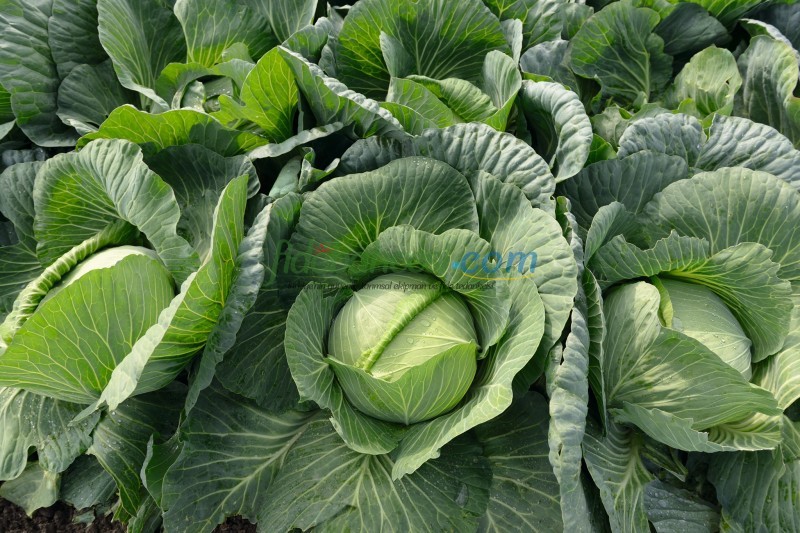 Tamarindo F1 Beyaz Lahana Fidesi ürününe ait görsel 2