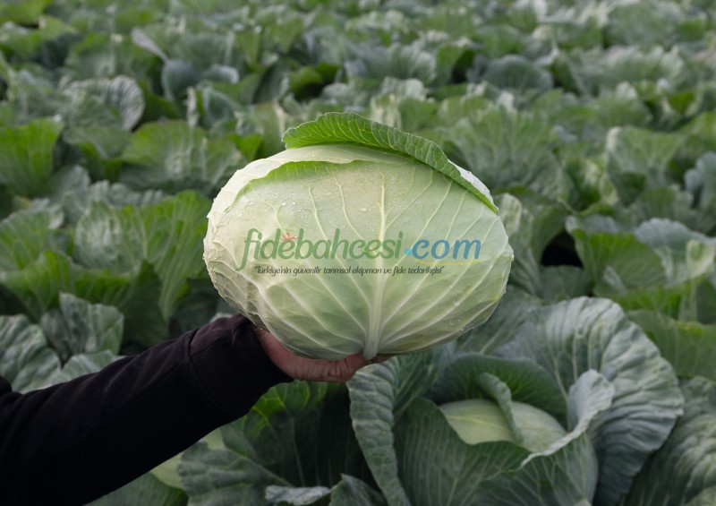 Tamarindo F1 Beyaz Lahana Fidesi ürününe ait görsel 3