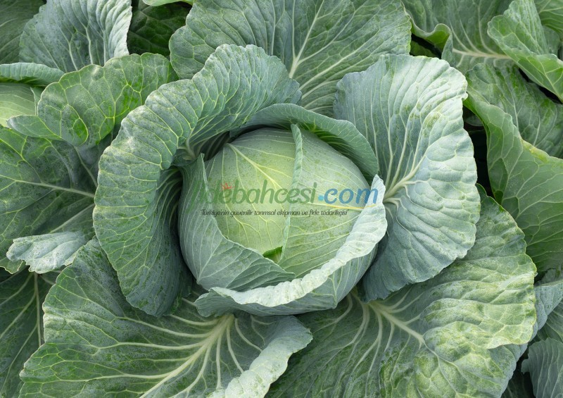 Tamarindo F1 Beyaz Lahana Fidesi ürününe ait görsel 4