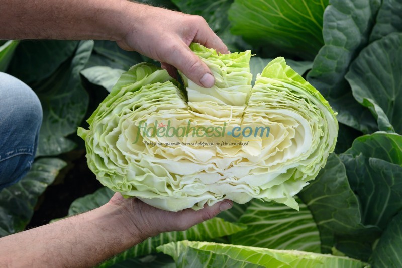 Tamarindo F1 Beyaz Lahana Fidesi ürününe ait görsel 5