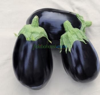 Tasca F1 Patlıcan Fidesi