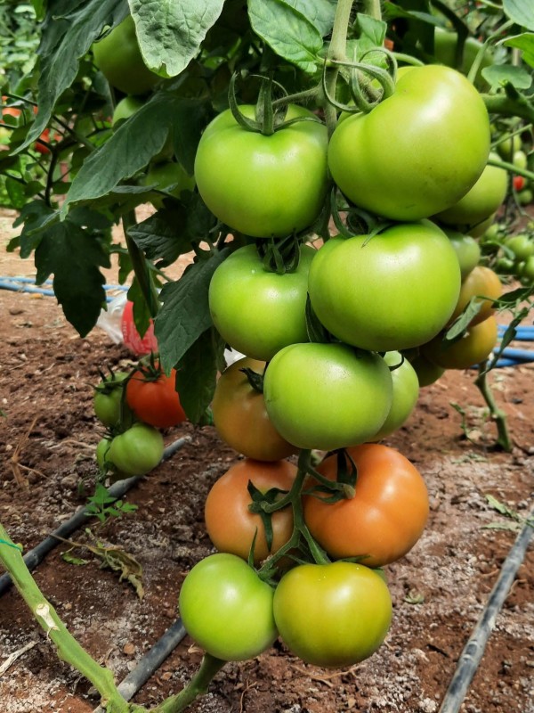 Torry F1 Domates Fidesi